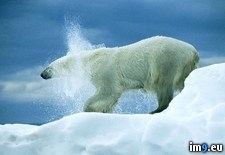 Tags: bear, polar, shake (Pict. in National Geographic Photo Of The Day 2001-2009)