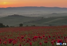 Tags: crete, field, italy, poppy, sunrise, tuscany (Pict. in Beautiful photos and wallpapers)