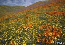 Tags: california, field, poppy (Pict. in Beautiful photos and wallpapers)