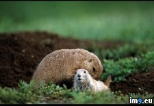 Tags: dog, prairie, snuggle (Pict. in National Geographic Photo Of The Day 2001-2009)