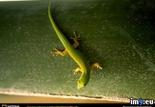 Tags: gecko, island, praslin (Pict. in National Geographic Photo Of The Day 2001-2009)