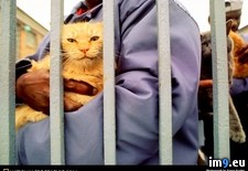 Tags: kitty, prison (Pict. in National Geographic Photo Of The Day 2001-2009)