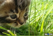 Tags: 1366x768, progulka, trave, wallpaper (Pict. in Cats and Kitten Wallpapers 1366x768)