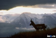Tags: pronghorn (Pict. in National Geographic Photo Of The Day 2001-2009)