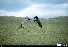 Tags: horses, mountain, pryor (Pict. in National Geographic Photo Of The Day 2001-2009)