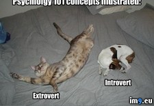 Tags: cat, dog, extrovert, funny, introvert, psychology (Pict. in Rehost)