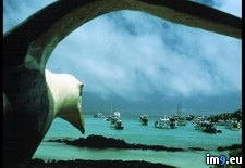 Tags: albatross, ayora, puerto (Pict. in National Geographic Photo Of The Day 2001-2009)