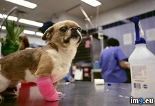 Tags: bandage, puppy (Pict. in National Geographic Photo Of The Day 2001-2009)
