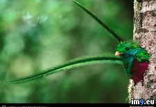 Tags: feathers, quetzal (Pict. in National Geographic Photo Of The Day 2001-2009)