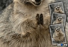 Tags: bravo, claps, funny, raccoon (GIF in Rehost)
