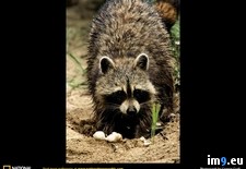 Tags: lunch, raccoon (Pict. in National Geographic Photo Of The Day 2001-2009)