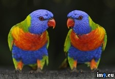 Tags: australia, lorikeets, queensland, rainbow (Pict. in Beautiful photos and wallpapers)