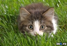 Tags: pounce, ready (Pict. in Beautiful photos and wallpapers)