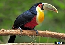 Tags: brazil, breasted, grosso, mato, pantanal, red, toucan (Pict. in Beautiful photos and wallpapers)