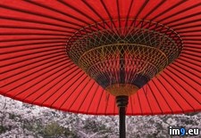 Tags: blossoms, cherry, japan, japanese, kyoto, parasol, pink, red (Pict. in Beautiful photos and wallpapers)