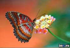 Tags: butterfly, lacewing, red (Pict. in 1920x1200 wallpapers HD)
