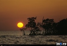 Tags: mangroves, red (Pict. in National Geographic Photo Of The Day 2001-2009)