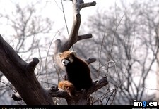 Tags: fur, panda, red (Pict. in National Geographic Photo Of The Day 2001-2009)