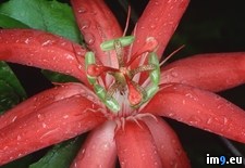 Tags: ecuador, flower, passion, red (Pict. in Beautiful photos and wallpapers)