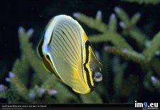 Tags: butterflyfish, redfin (Pict. in National Geographic Photo Of The Day 2001-2009)