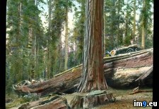 Tags: california, fallen, grove, highway, redwood, sempervirens, sequoia, trees (Pict. in Branson DeCou Stock Images)