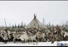 Tags: herd, reindeer (Pict. in National Geographic Photo Of The Day 2001-2009)