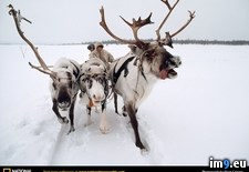 Tags: reindeer (Pict. in National Geographic Photo Of The Day 2001-2009)