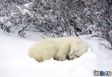 Tags: bay, bear, churchill, hudson, manitoba, polar, resting, snow (Pict. in Beautiful photos and wallpapers)