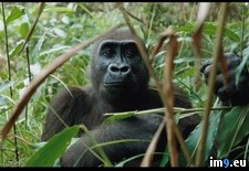 Tags: gorilla, returned (Pict. in National Geographic Photo Of The Day 2001-2009)