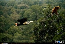Tags: hornbill, rhinoceros (Pict. in National Geographic Photo Of The Day 2001-2009)