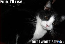 Tags: cat, rise, shine (Pict. in Rehost)