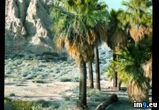 Tags: biskra, california, county, hills, indio, landscape, palms, riverside (Pict. in Branson DeCou Stock Images)