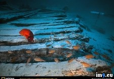 Tags: codfish, rock (Pict. in National Geographic Photo Of The Day 2001-2009)