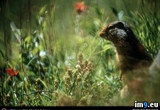 Tags: ground, rockies, squirrel (Pict. in National Geographic Photo Of The Day 2001-2009)