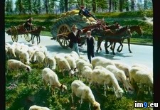 Tags: appia, appian, drawn, flock, horse, rome, sheep, via, way (Pict. in Branson DeCou Stock Images)