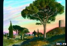 Tags: appia, appian, old, pine, rome, ruins, trees, via, way (Pict. in Branson DeCou Stock Images)