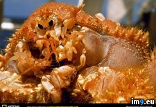 Tags: atoll, crab, rongelap (Pict. in National Geographic Photo Of The Day 2001-2009)