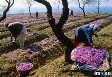 Tags: field, saffron (Pict. in National Geographic Photo Of The Day 2001-2009)