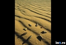 Tags: arrowheads, sahara, stone (Pict. in National Geographic Photo Of The Day 2001-2009)