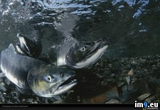 Tags: kasmauski, salmon, spawn, stream (Pict. in National Geographic Photo Of The Day 2001-2009)