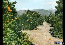 Tags: bernardino, california, county, grove, mountains, orange, redlands, san, valley (Pict. in Branson DeCou Stock Images)