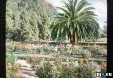 Tags: california, diego, exposition, flowerbeds, nursery, panama, san (Pict. in Branson DeCou Stock Images)