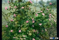 Tags: blossoms, gimignano, pink, san, shrub (Pict. in Branson DeCou Stock Images)