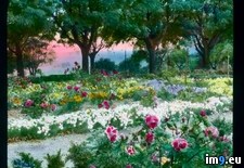 Tags: garden, gimignano, rose, san (Pict. in Branson DeCou Stock Images)