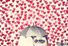 Tags: cat, funny, grumpy, valentines (Pict. in Meme_sanvalentin)