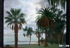 Tags: barbara, california, ocean, palm, park, santa, trees (Pict. in Branson DeCou Stock Images)