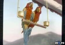 Tags: avalon, bird, bliss, california, catalina, connubial, island, macaws, park, photographer, santa, swing, two (Pict. in Branson DeCou Stock Images)