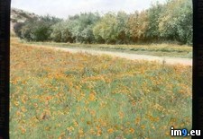 Tags: california, catalina, field, island, orange, poppies, road, santa, yellow (Pict. in Branson DeCou Stock Images)