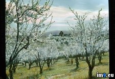 Tags: blossom, california, clara, fruit, santa, trees, valley (Pict. in Branson DeCou Stock Images)