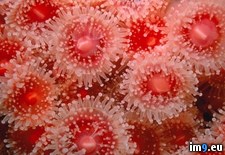 Tags: anemones, sea (Pict. in Beautiful photos and wallpapers)